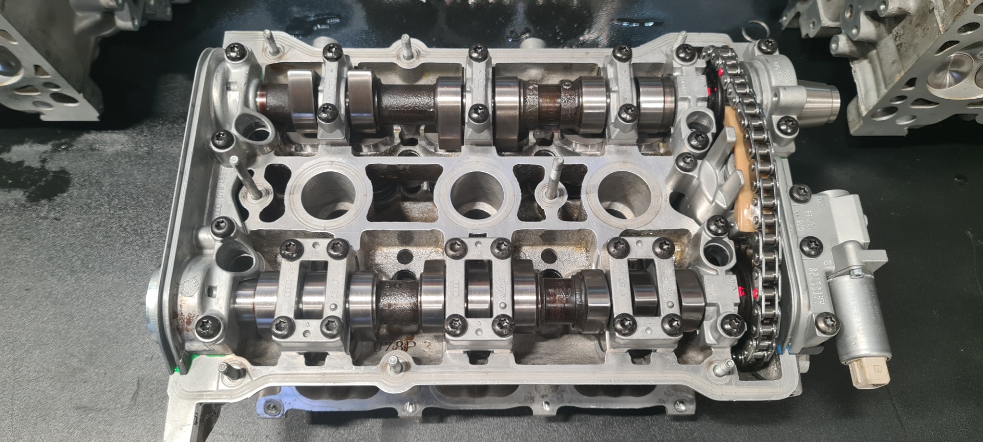 Reitsamer Saugerköpfe – Bild 3